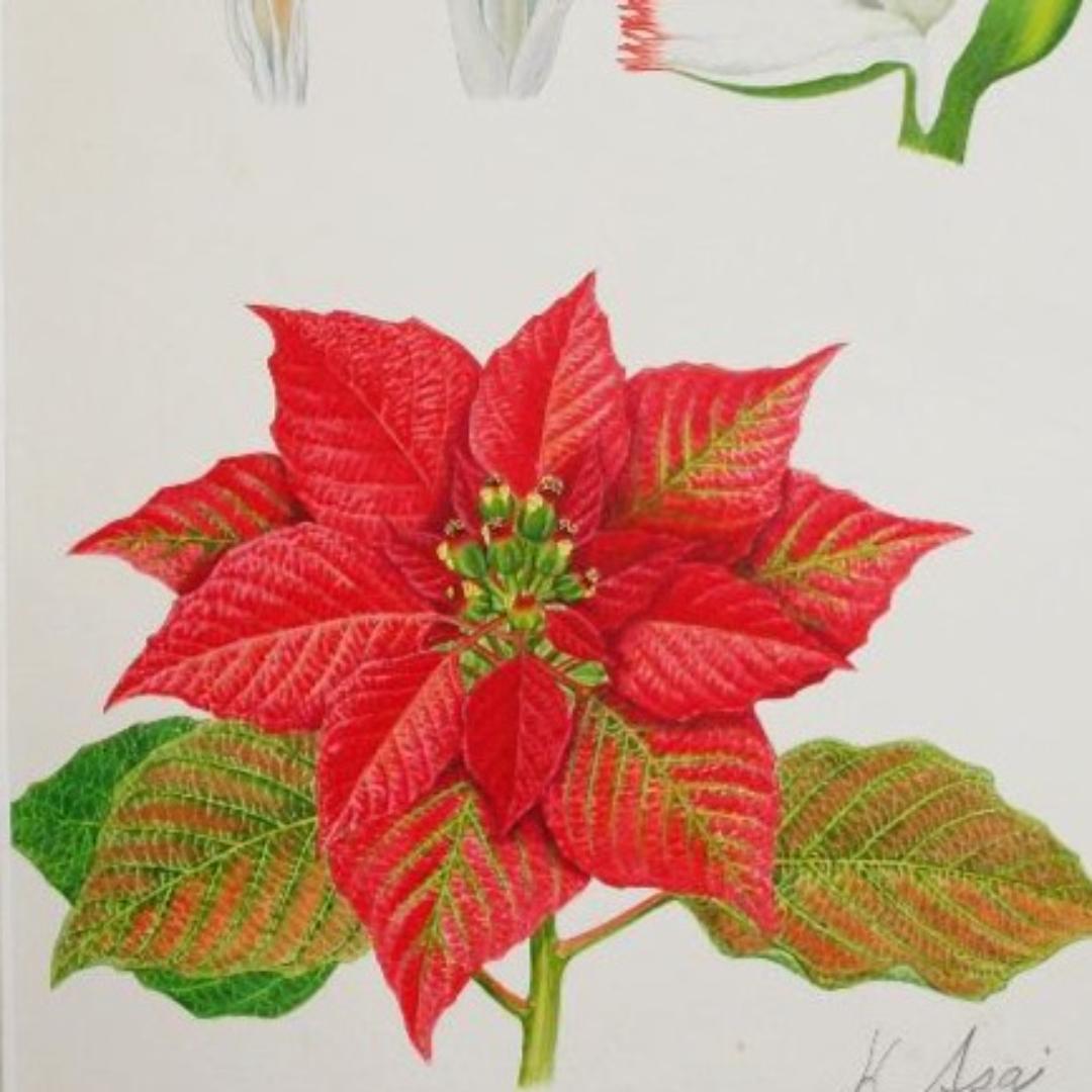 【絵画】ボタニカルアート　「ポインセチア」原画