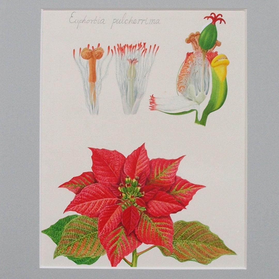 【絵画】ボタニカルアート　「ポインセチア」原画