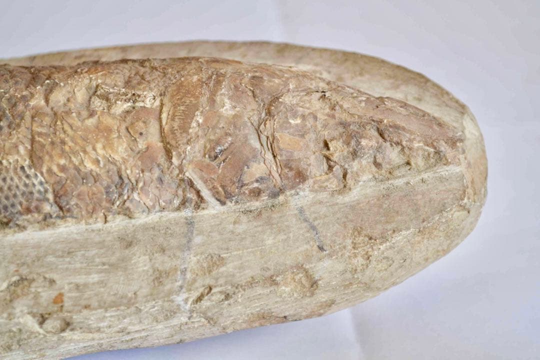 鱗ビッシリ、立体的一億数千万年前のブラジル産絶滅古代魚・ラコレピスの化石