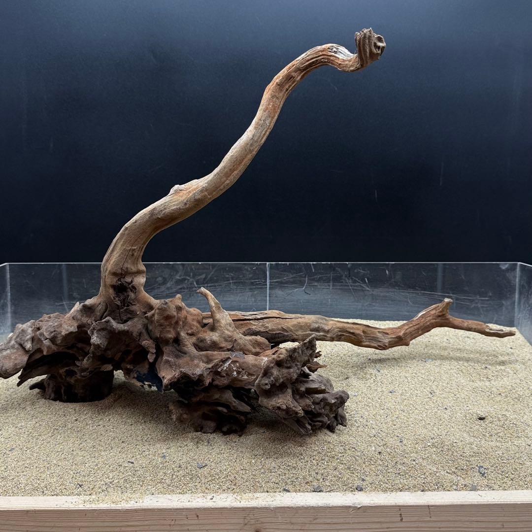 MSRW-7168 天然流木1点物　スリムウッド　アクアリウム