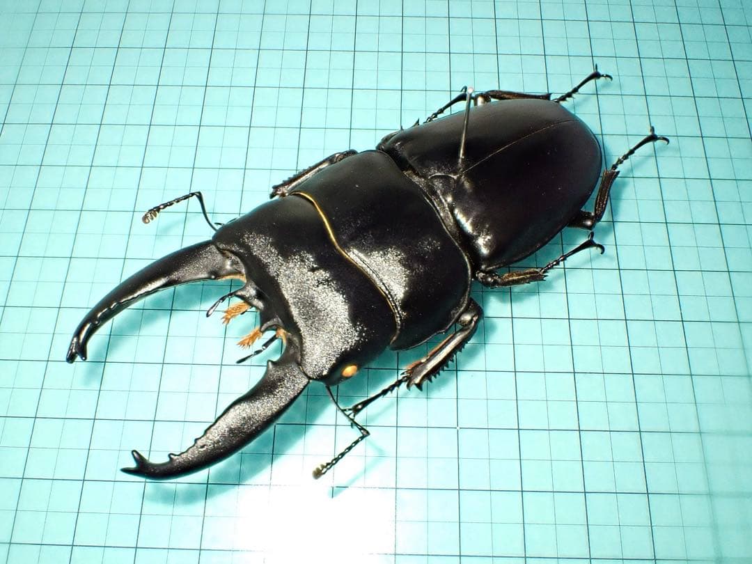 【標本】アルキデスヒラタクワガタ　長歯型　スマトラ島産　96.1ミリ 野外品
