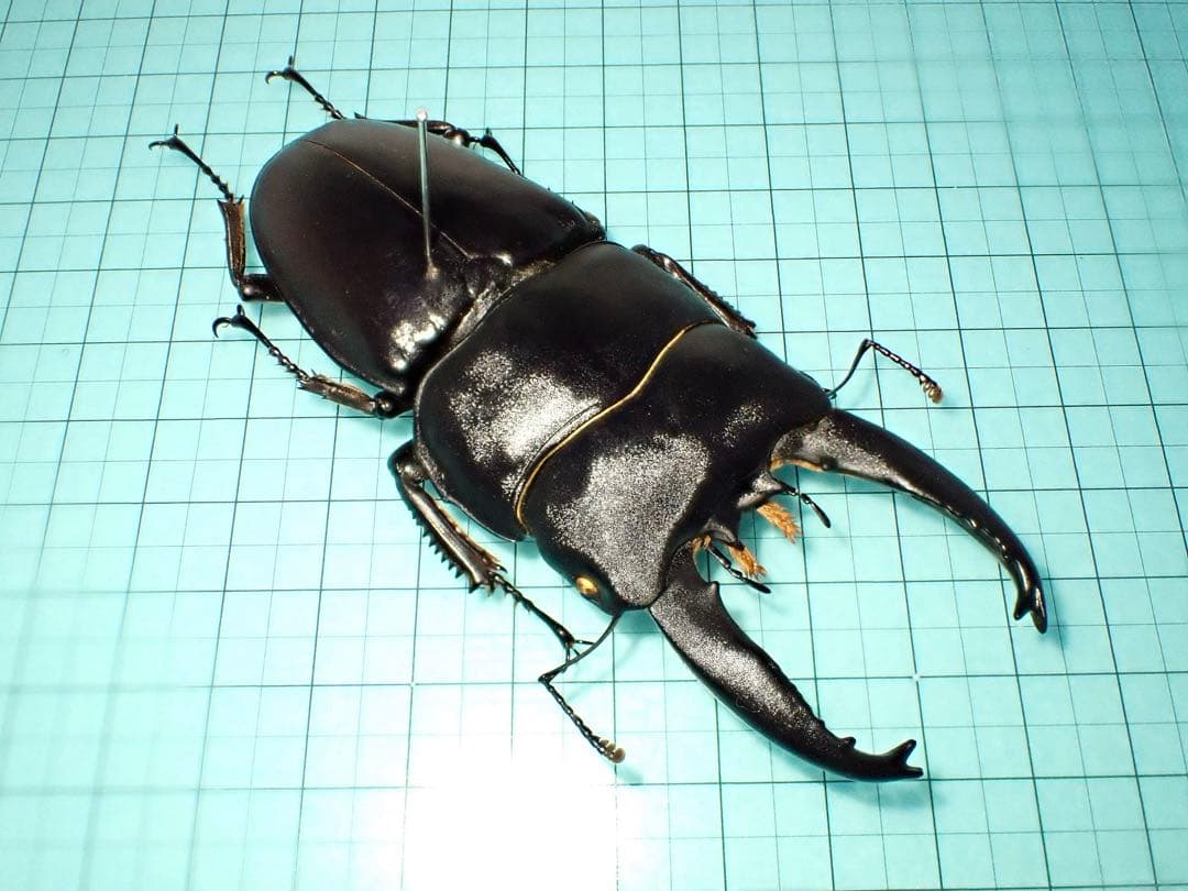 【標本】アルキデスヒラタクワガタ　長歯型　スマトラ島産　96.1ミリ 野外品