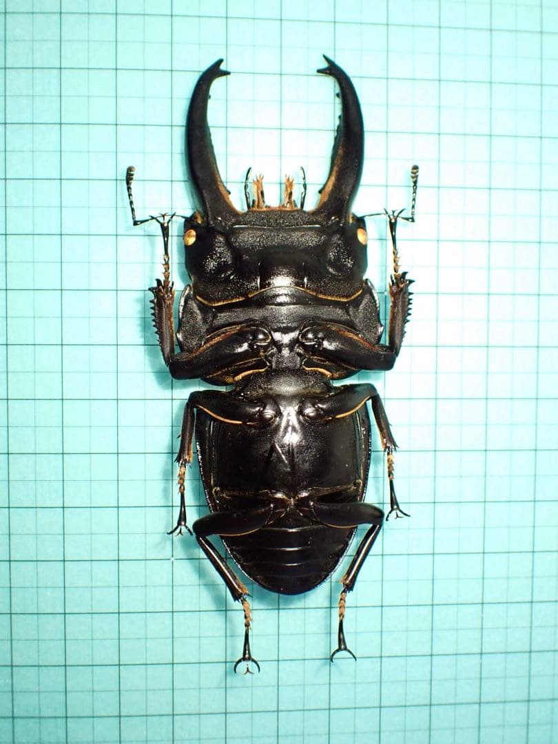 【標本】アルキデスヒラタクワガタ　長歯型　スマトラ島産　96.1ミリ 野外品