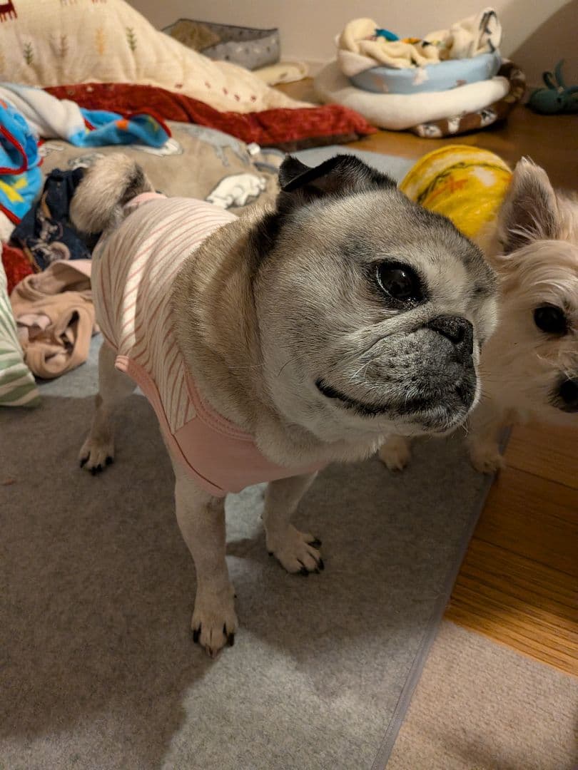 りんね様確認ページ