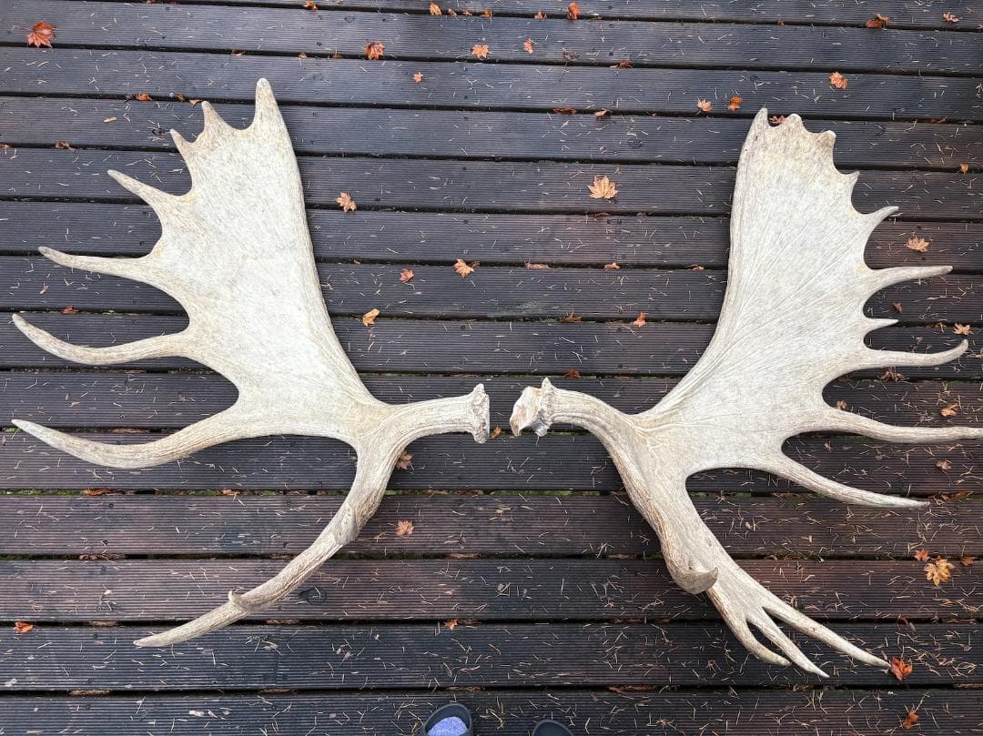 ヘラジカの角　ムース　鹿　天然　剥製　希少　moose antlers