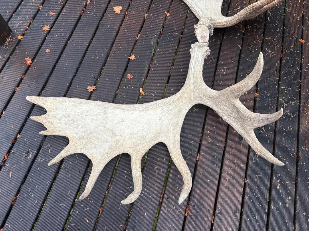 ヘラジカの角　ムース　鹿　天然　剥製　希少　moose antlers