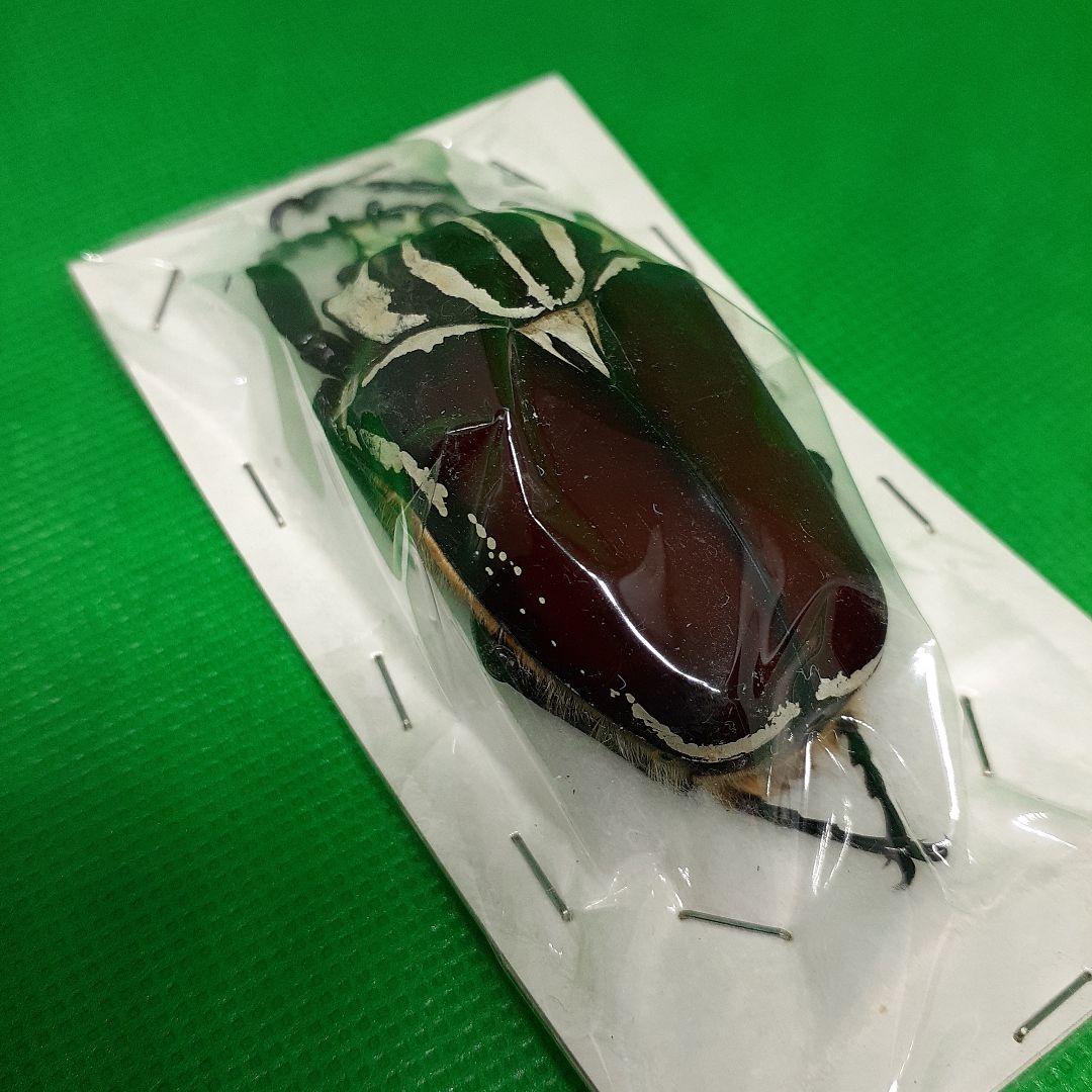 標本 Goliathus goliatus apicalis 65mm CONGO