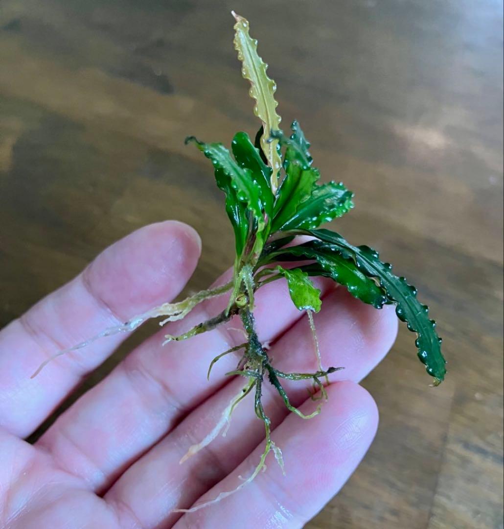 【TB】ブセファランドラsp. \"Menukung1\"