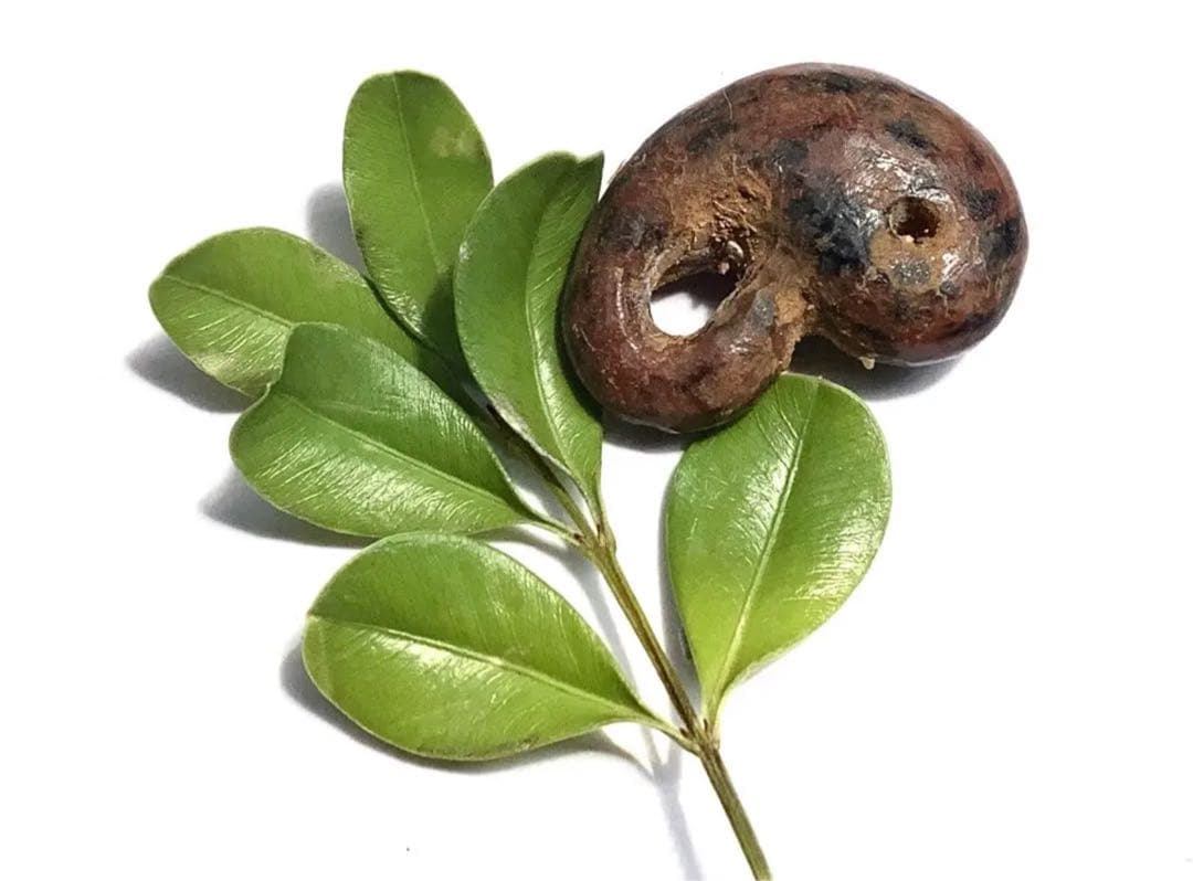 ✳時代鑑定済み鉄鏃と一緒に発掘　✳古墳期超希少【さる玉】黒曜石勾玉‼️出土古墳期