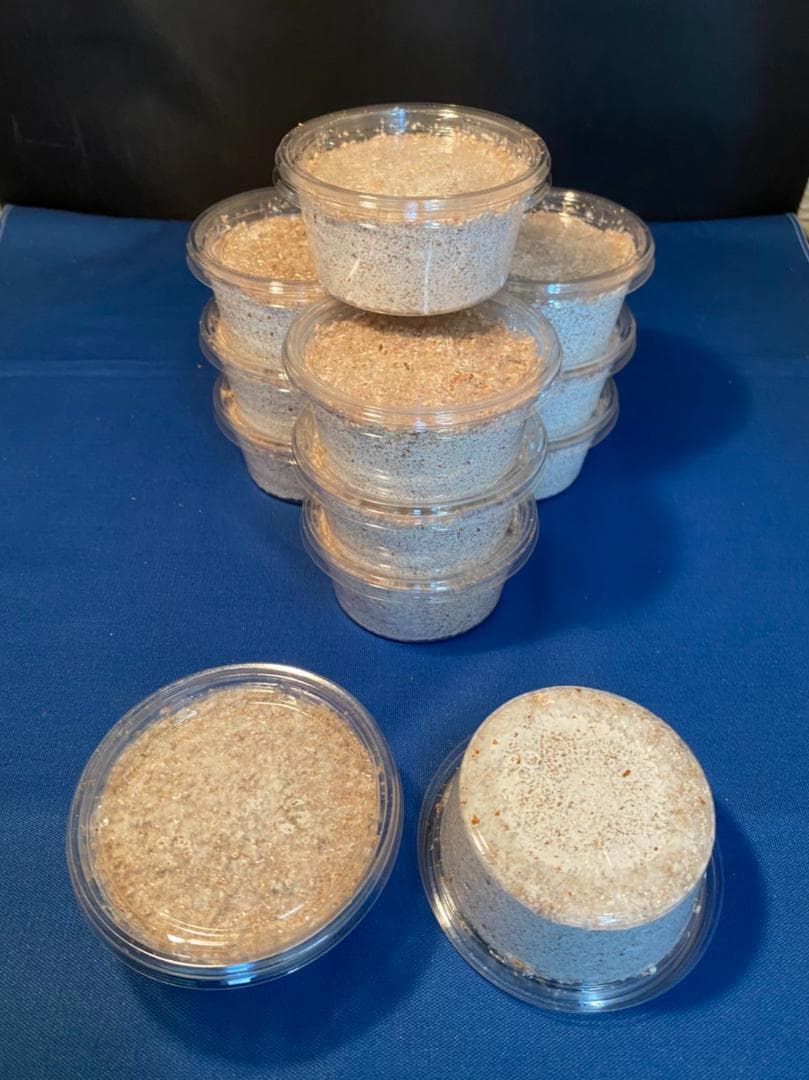 菌糸カップ60個【ヒラタケ菌糸】【大夢Bオリジナル】【新品120ccカップ】