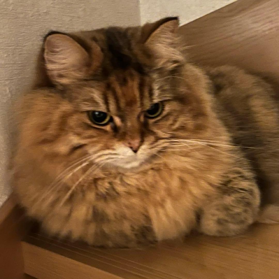 確認用　長毛茶色猫と短毛オレンジ猫