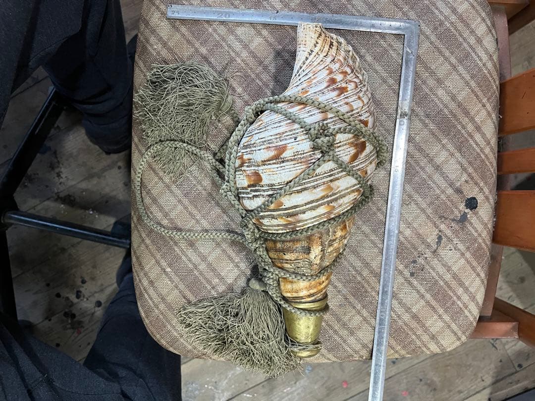 法螺貝　年代物さ　長さ32cm