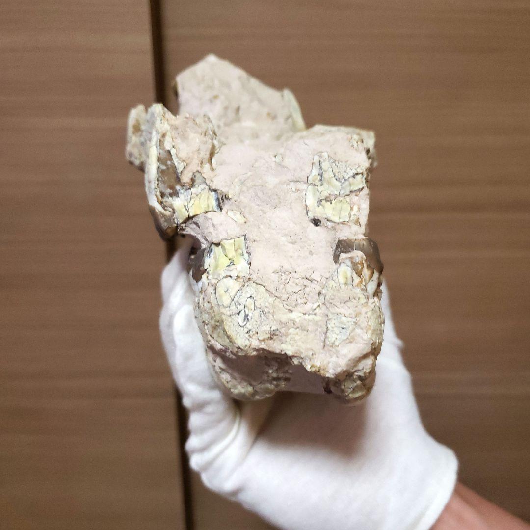 ヒラコドンの化石　部分化石