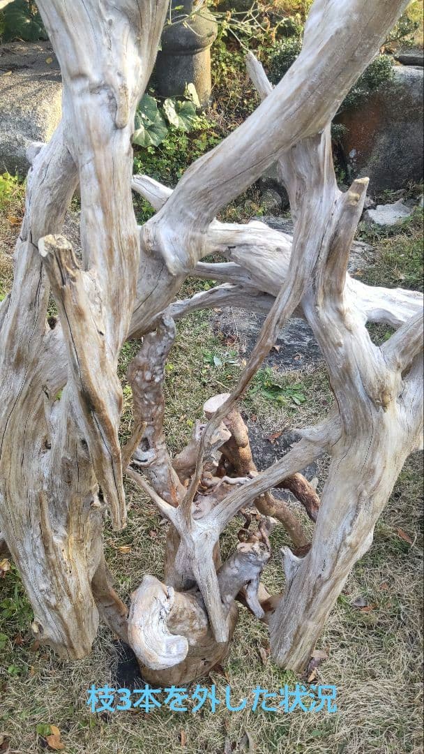 バードアスレチック　流木　インコ　鳥用止まり木