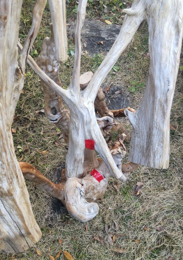 バードアスレチック　流木　インコ　鳥用止まり木