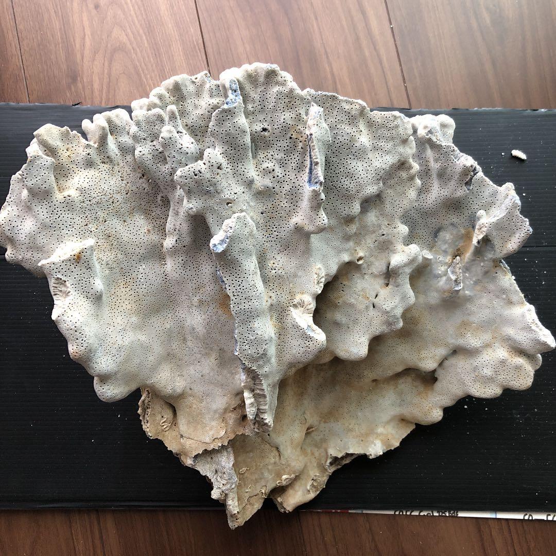 サンゴ　青珊瑚　ブルーコーラル　インテリア　オブジェ