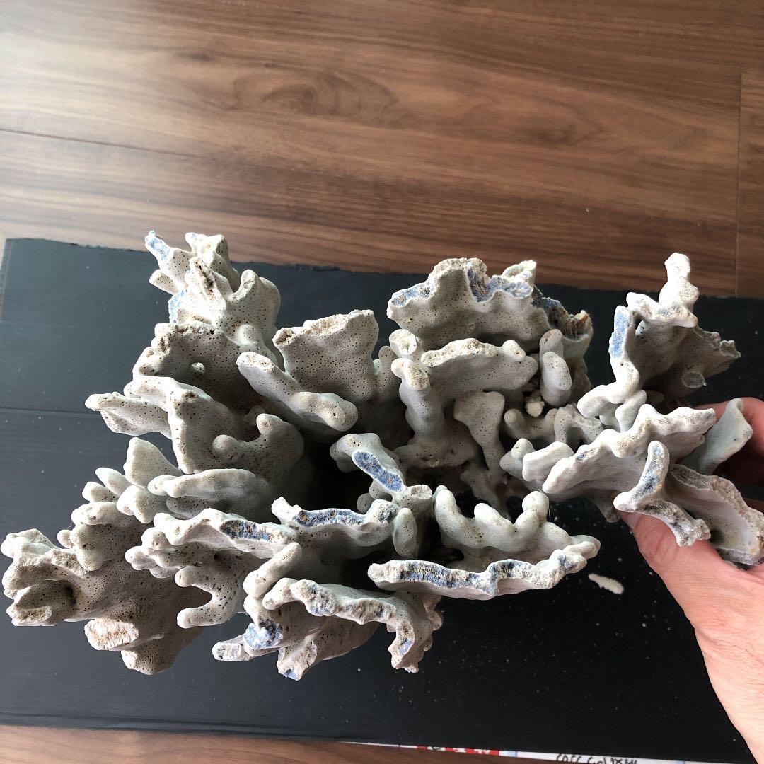 サンゴ　青珊瑚　ブルーコーラル　インテリア　オブジェ