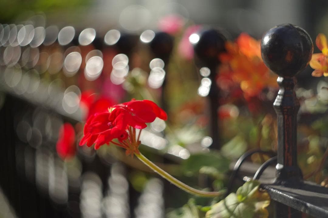 19　未使用　ぐるぐるボケレンズ　 ヘリオス　44-2　M42アダプター付