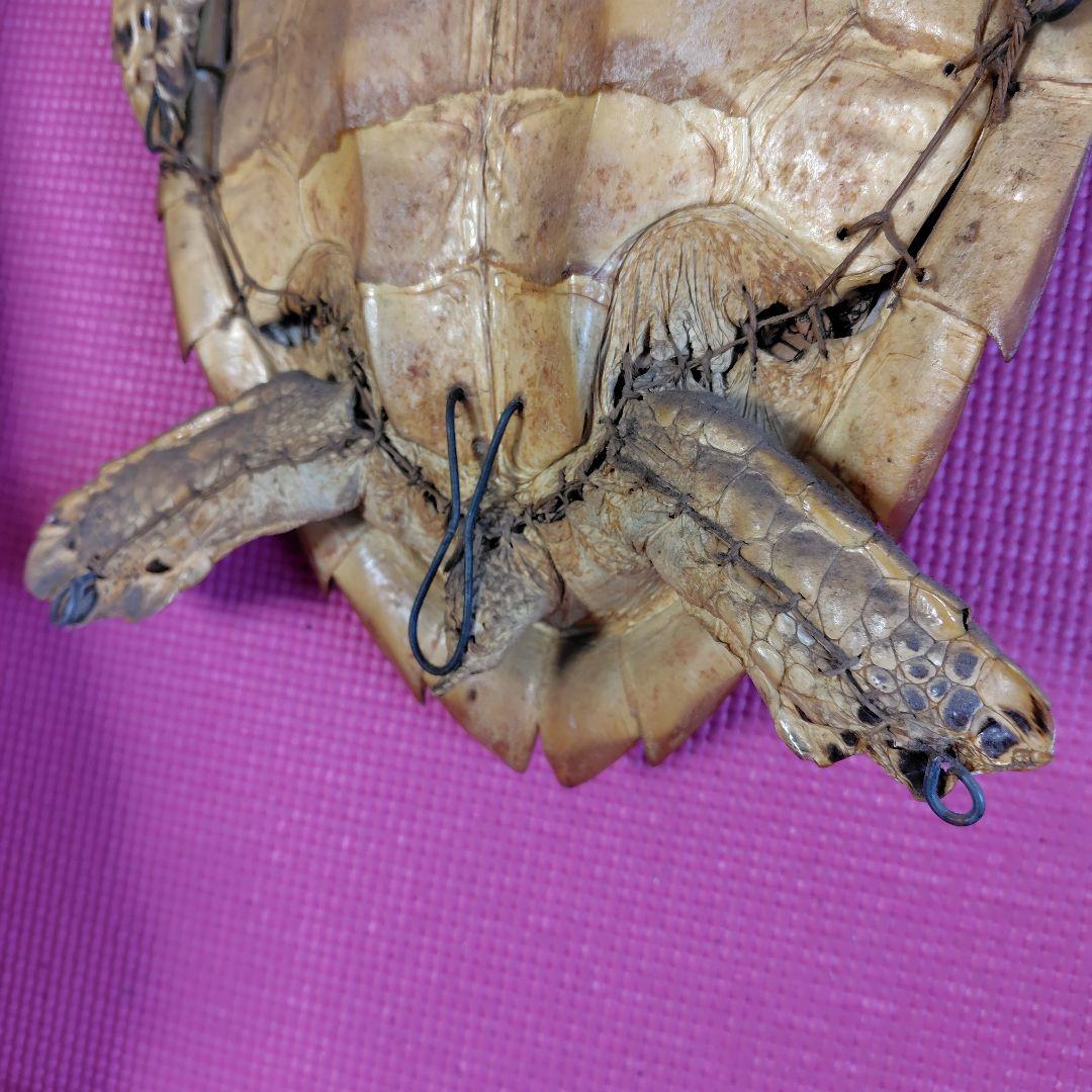 亀 　タイマイ 置物 インテリア オブジェ 縁起物 剥製