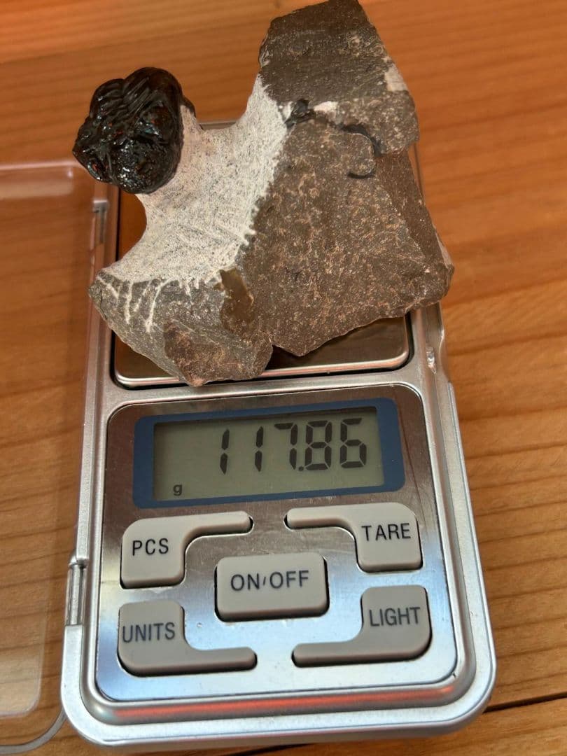 三葉虫モロッコ産⑨ファコプスPhacopsリードプスReedops？化石デボン紀