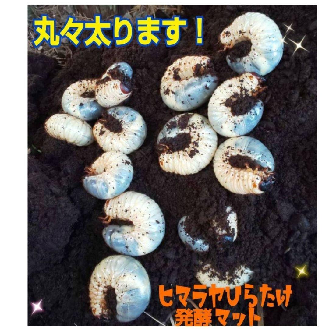 たっぷり200リットル☆大量飼育に！カブトムシ幼虫専用発酵マット☆産卵にも抜群！