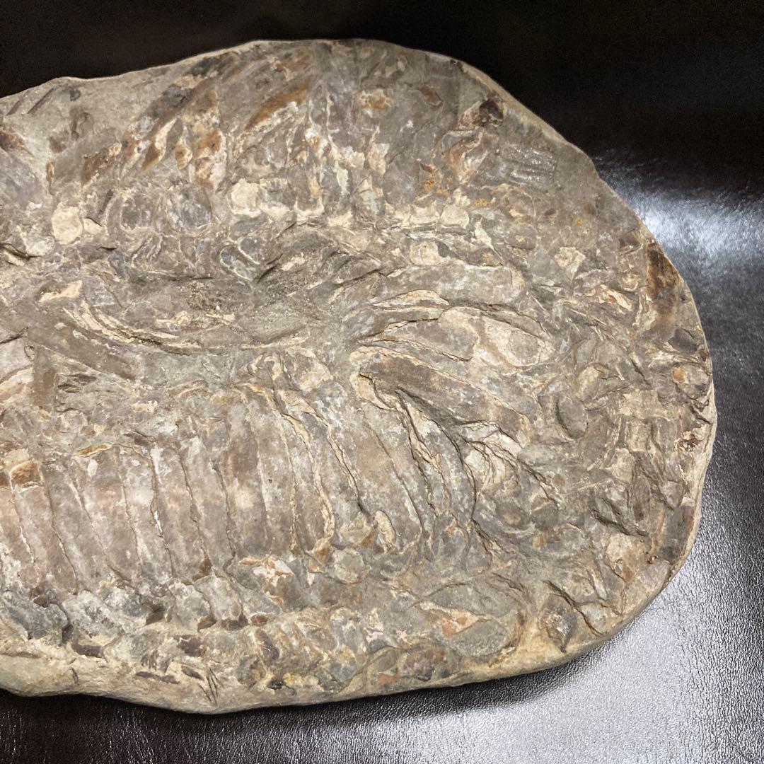 魚の化石ベロリオゾンテ　ミナスジェライス州ブラジル産12.5×25×3.5cm