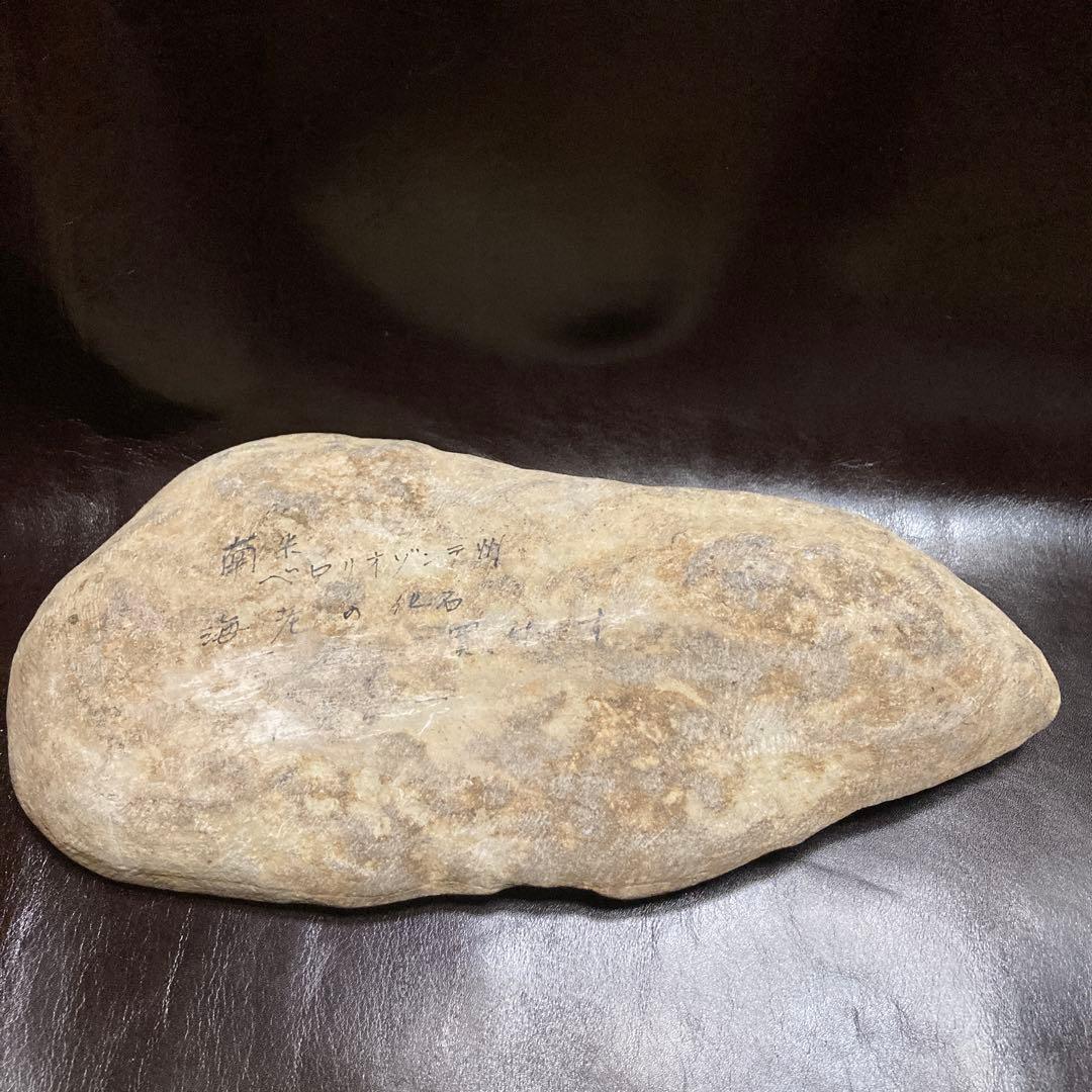 魚の化石ベロリオゾンテ　ミナスジェライス州ブラジル産12.5×25×3.5cm