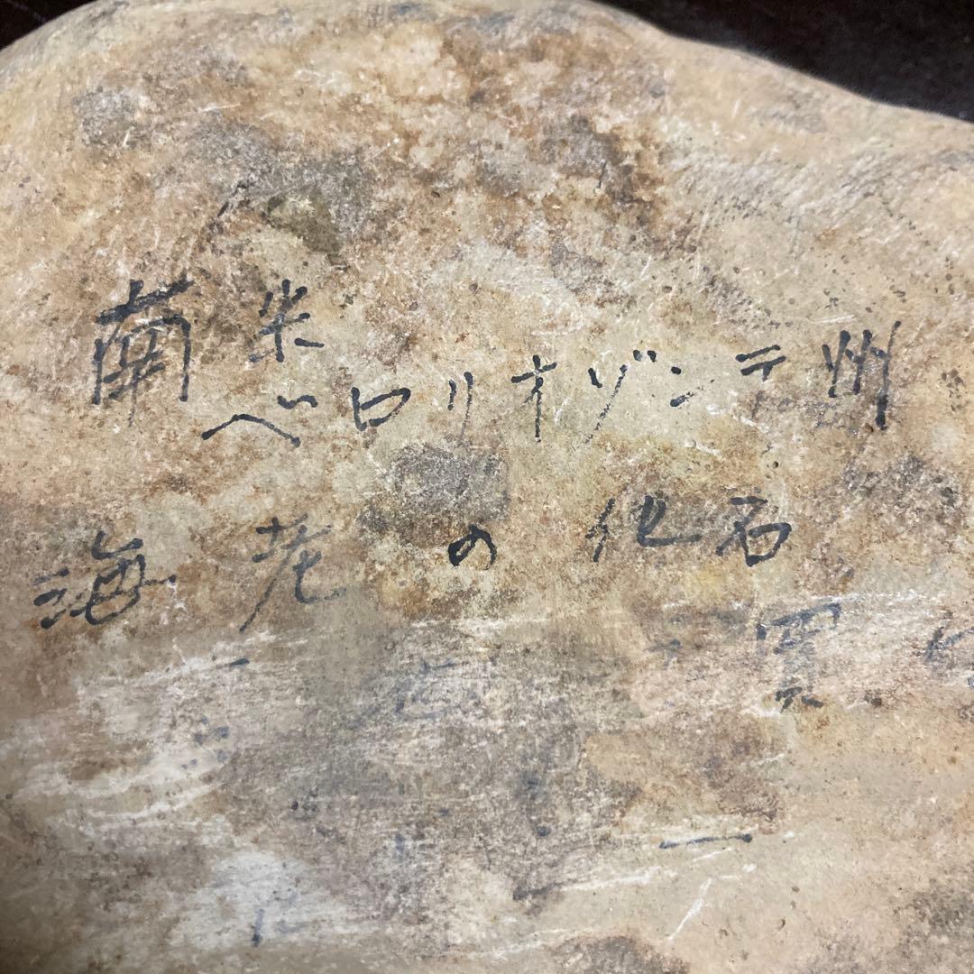 魚の化石ベロリオゾンテ　ミナスジェライス州ブラジル産12.5×25×3.5cm