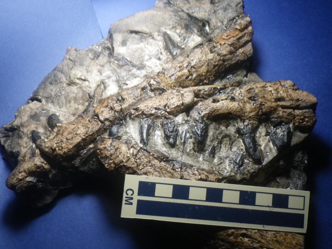 国産化石　貴重レプリカ　２５１１１２－１