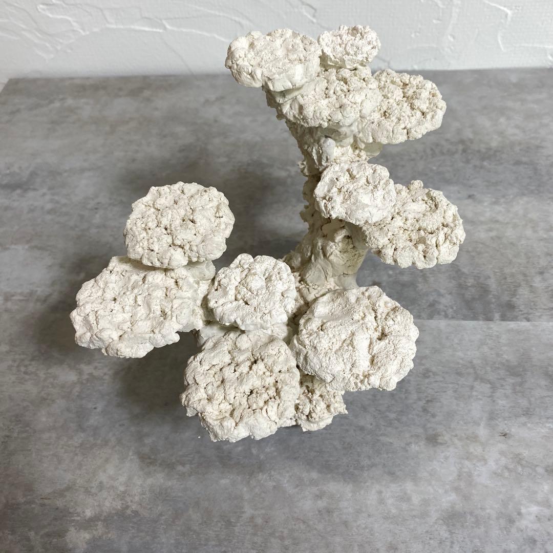 レイアウト済　ホワイト人工石 11個置ける　ライブロック　30cm水槽用