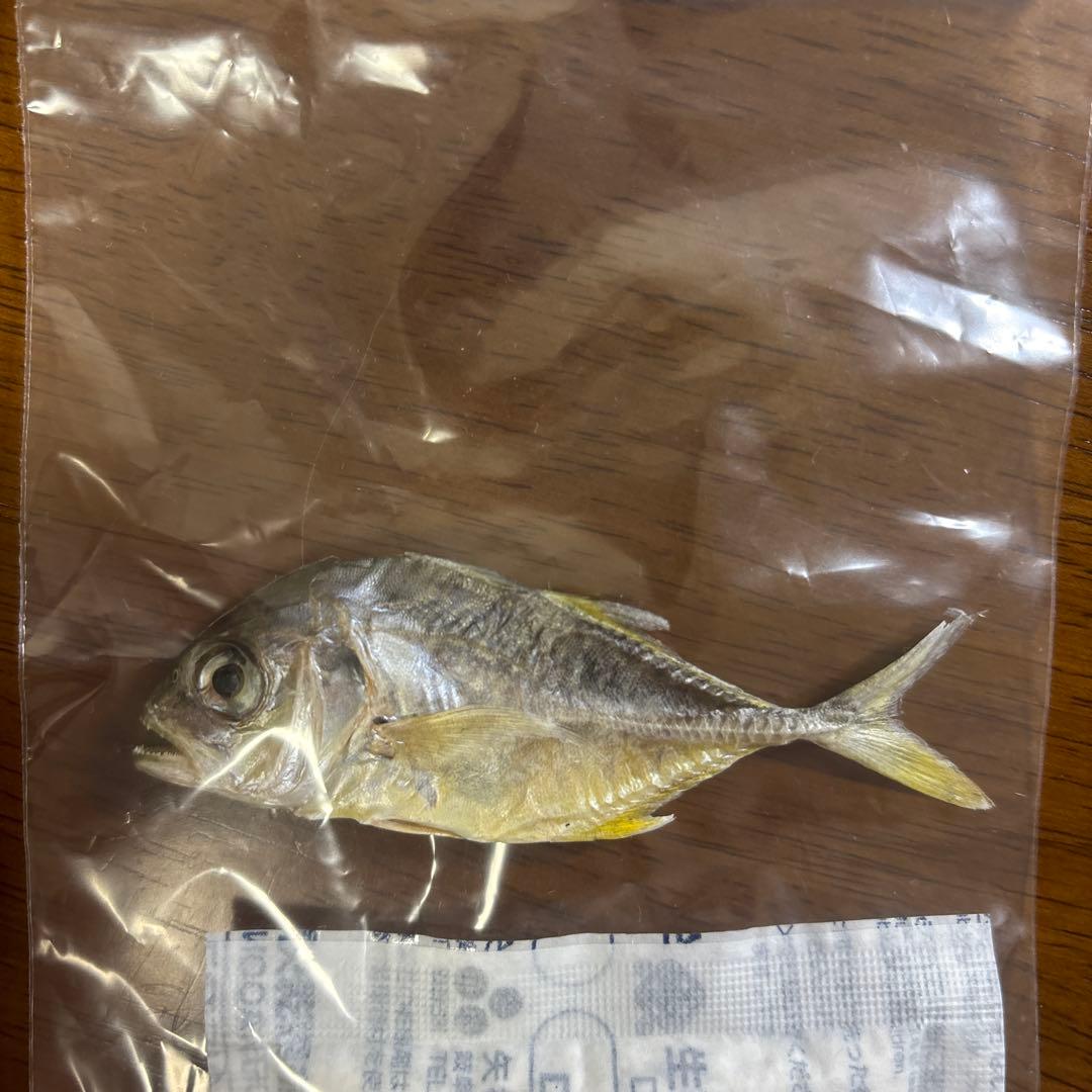 ロウニンアジ　GT ジャイアントトレバリー　魚　標本　ネイチャーテクニカラー