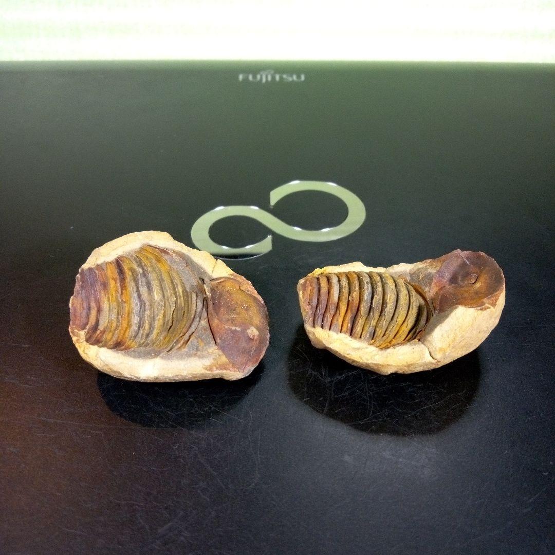 三葉虫　化石　fossil　ボリビア産　trilobite　ノジュール管理⑥