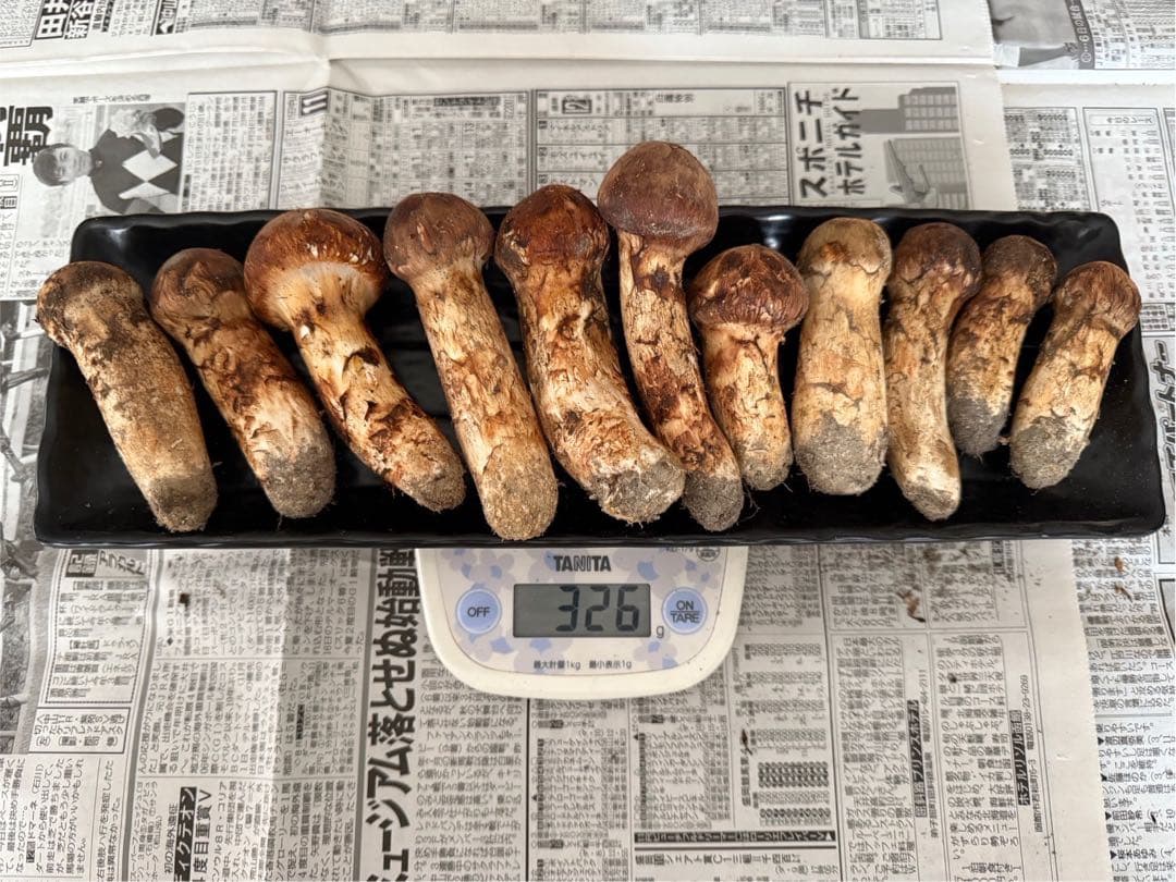 松茸　北海道　300g ①　国産