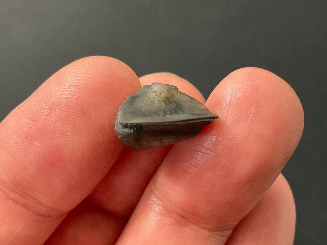 三葉虫 [TB70] イソテルス 防御態勢