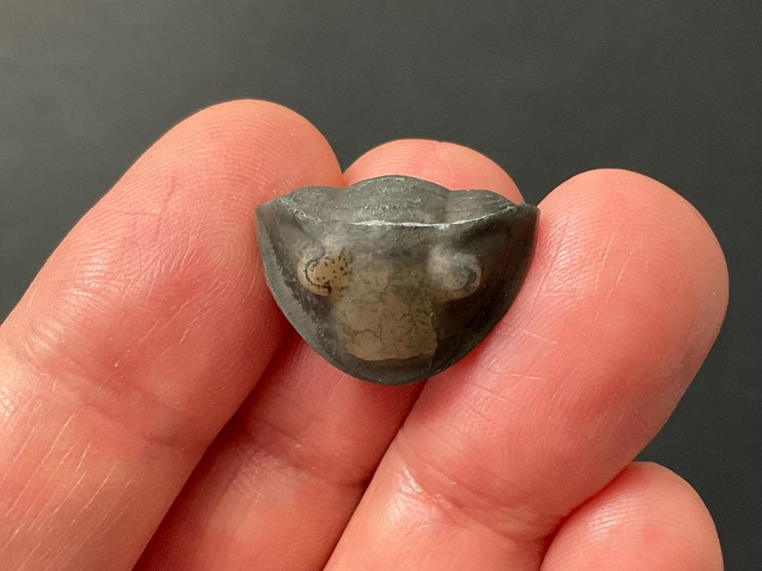 三葉虫 [TB70] イソテルス 防御態勢