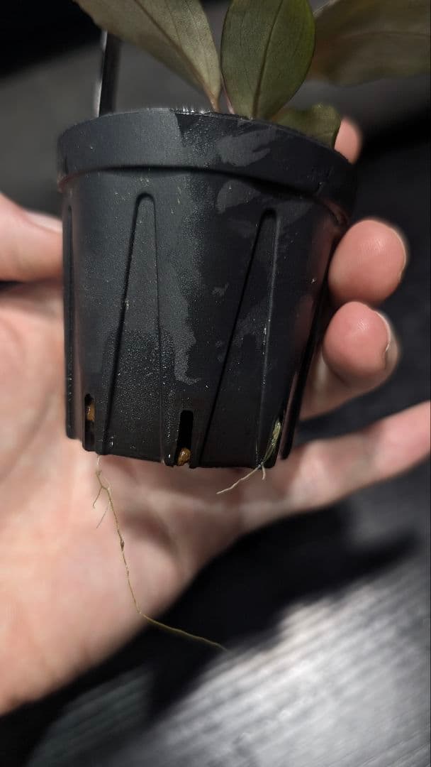 水草 Bucephalandra cv.\"AL-Hyb.010\"