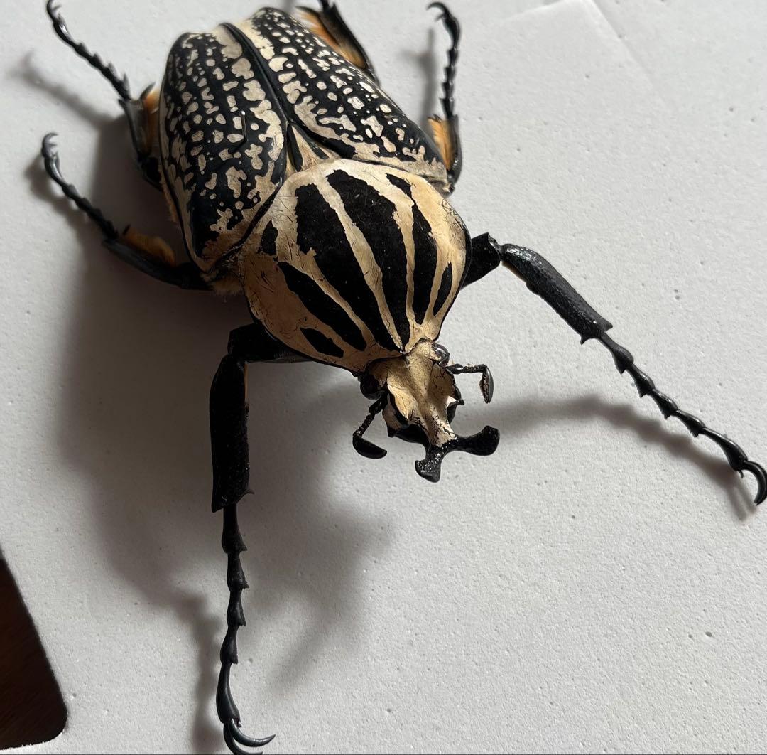 ゴライアスメレアグリス ゴライアスオオツノハナムグリ カナブン 昆虫標本