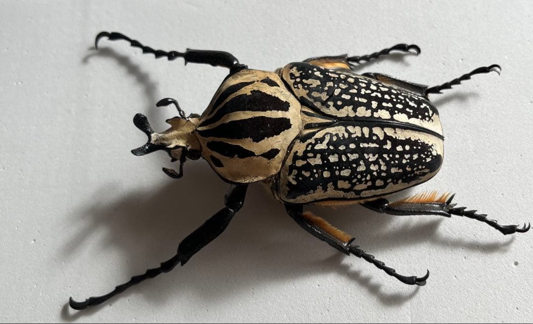 ゴライアスメレアグリス ゴライアスオオツノハナムグリ カナブン 昆虫標本