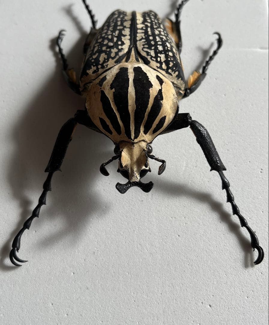 ゴライアスメレアグリス ゴライアスオオツノハナムグリ カナブン 昆虫標本