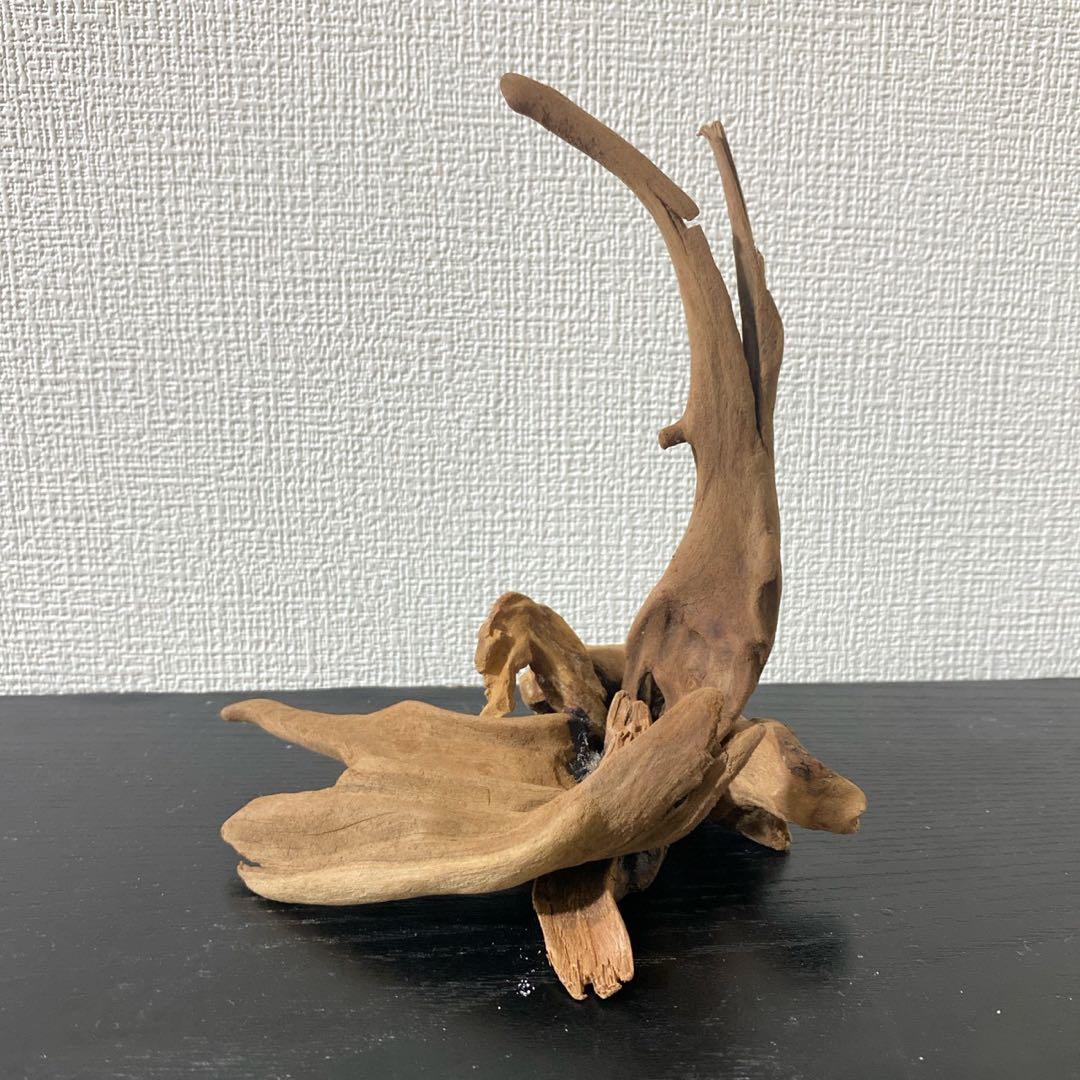 マングローブレイアウト2点付き水槽セット