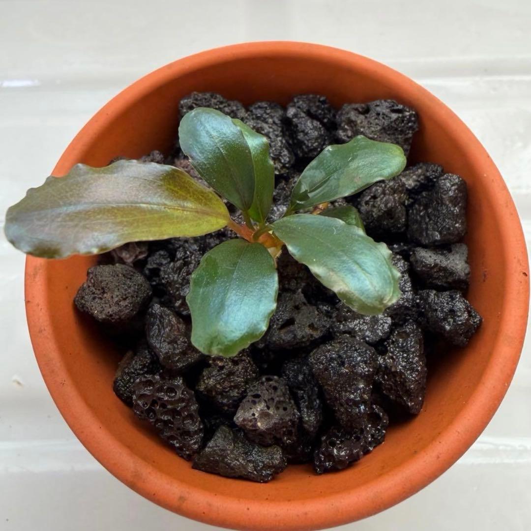 【ぞのぞの】ブセファランドラ3種セット