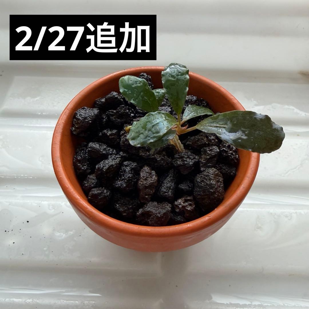 【ぞのぞの】ブセファランドラ3種セット