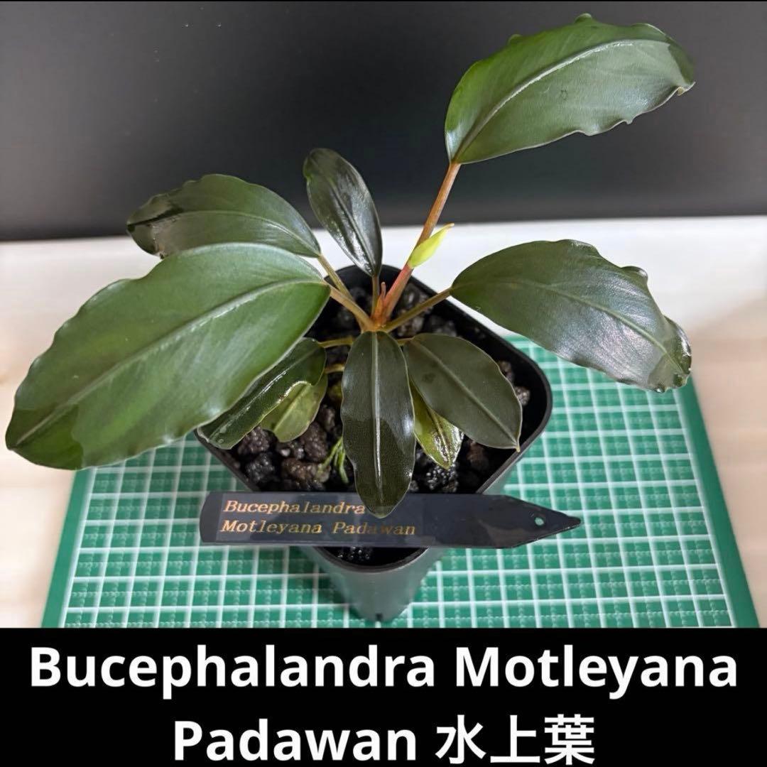 【ぞのぞの】ブセファランドラ3種セット