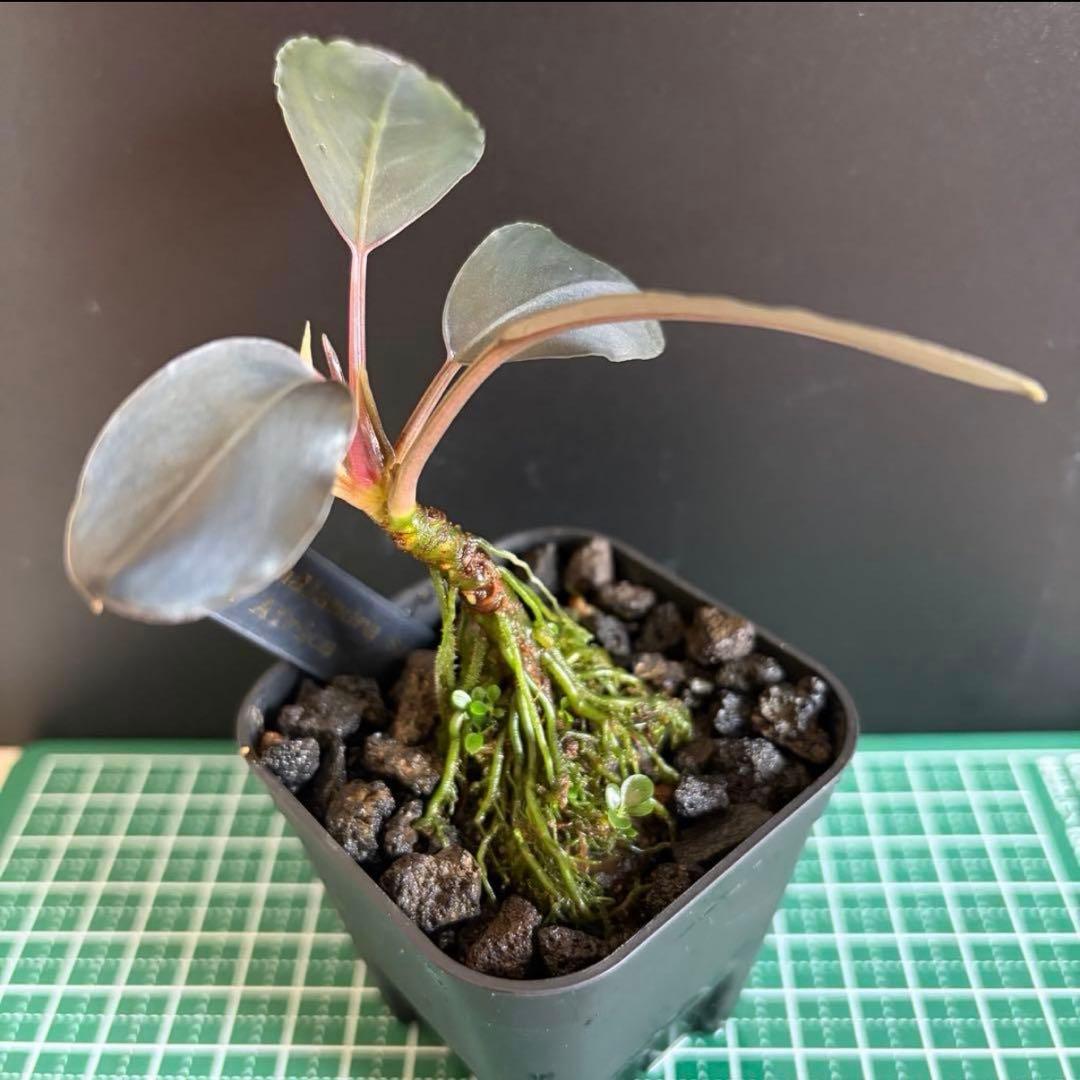 【ぞのぞの】ブセファランドラ3種セット