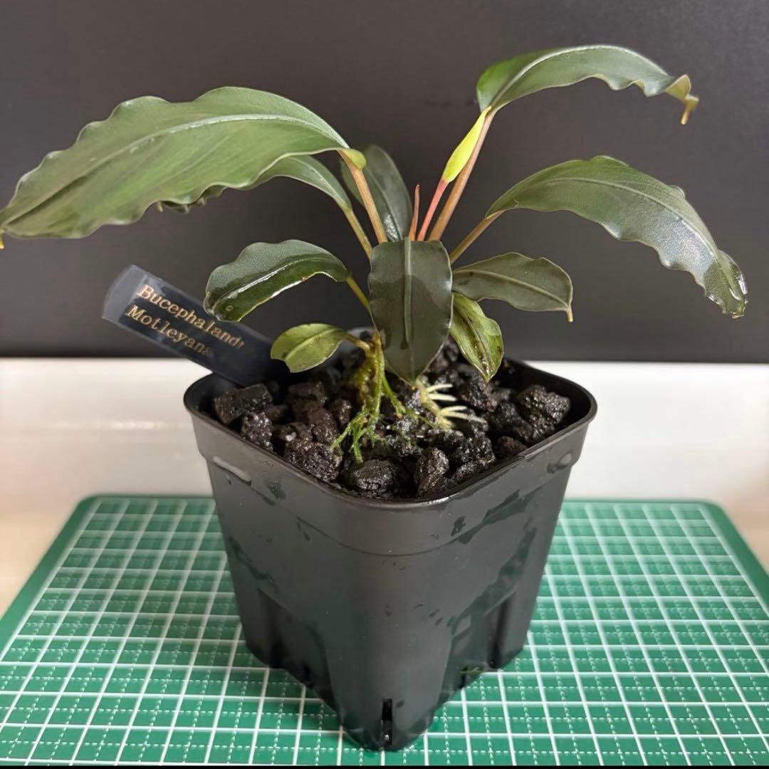 【ぞのぞの】ブセファランドラ3種セット