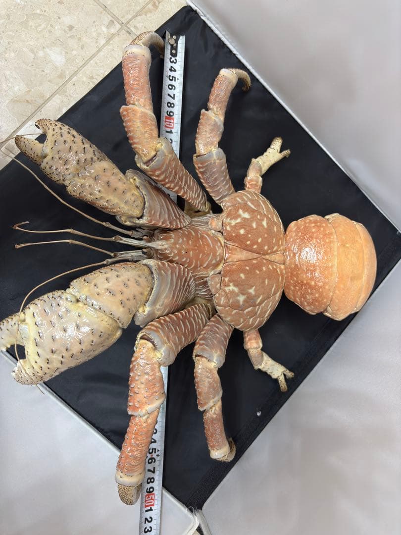 u*d様 現地土産品 ヤシガニ 剥製 標本 約50センチ