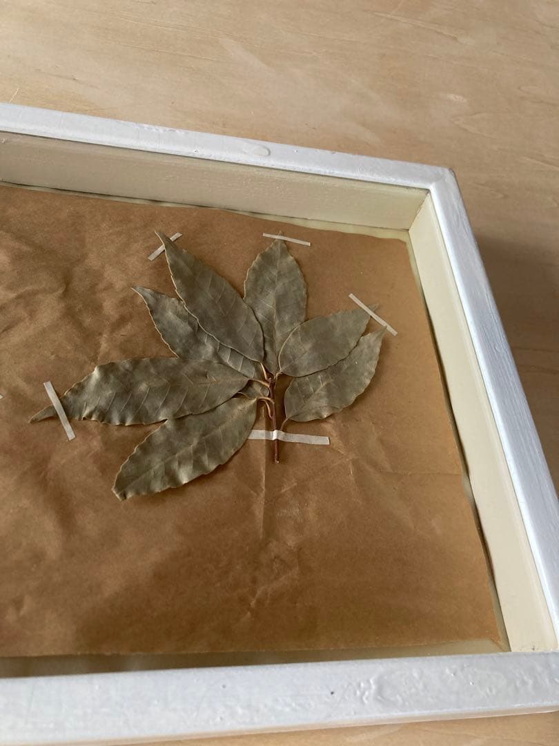 パリ　フランス製　アンティーク　押し花　ビンテージ　葉のボックスコラージュ