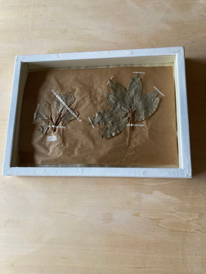パリ　フランス製　アンティーク　押し花　ビンテージ　葉のボックスコラージュ