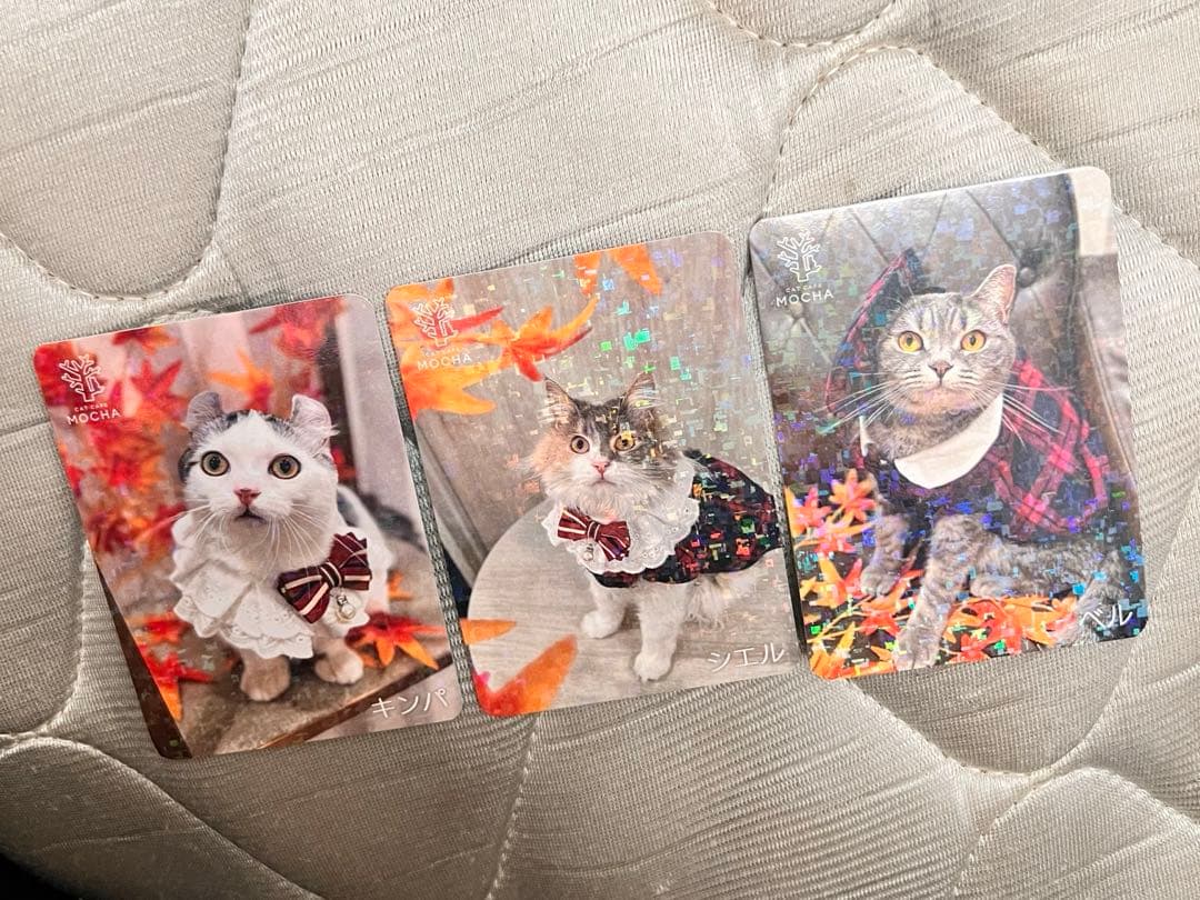 猫カフェmocha にゃんずトレカ　秋のおさんぽ　アルシェ大宮店