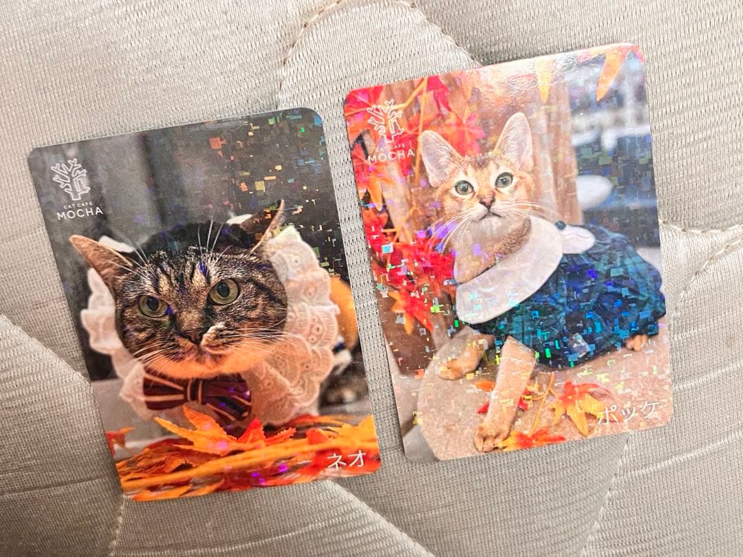 猫カフェmocha にゃんずトレカ　秋のおさんぽ　アルシェ大宮店